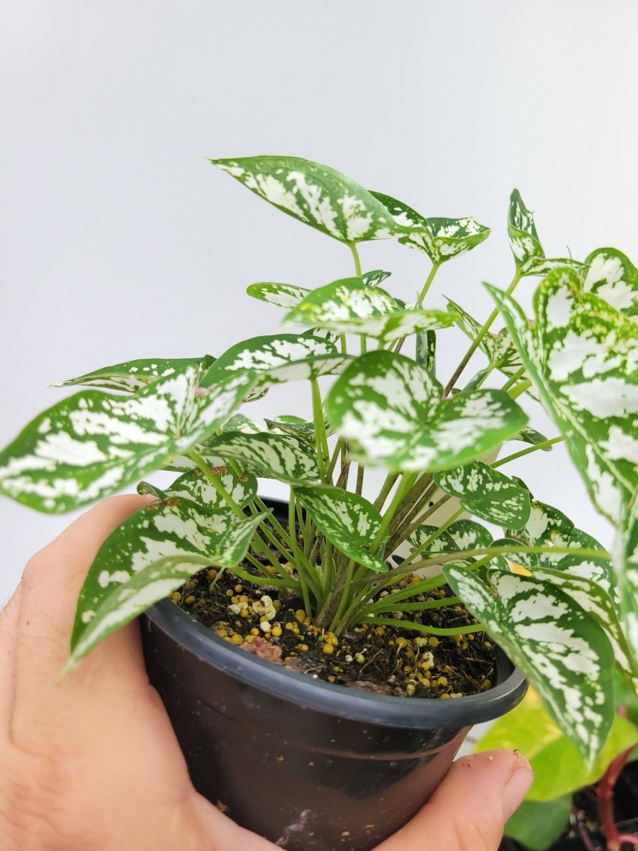 Caladium Humboldtii - Nice Plants Good Pots