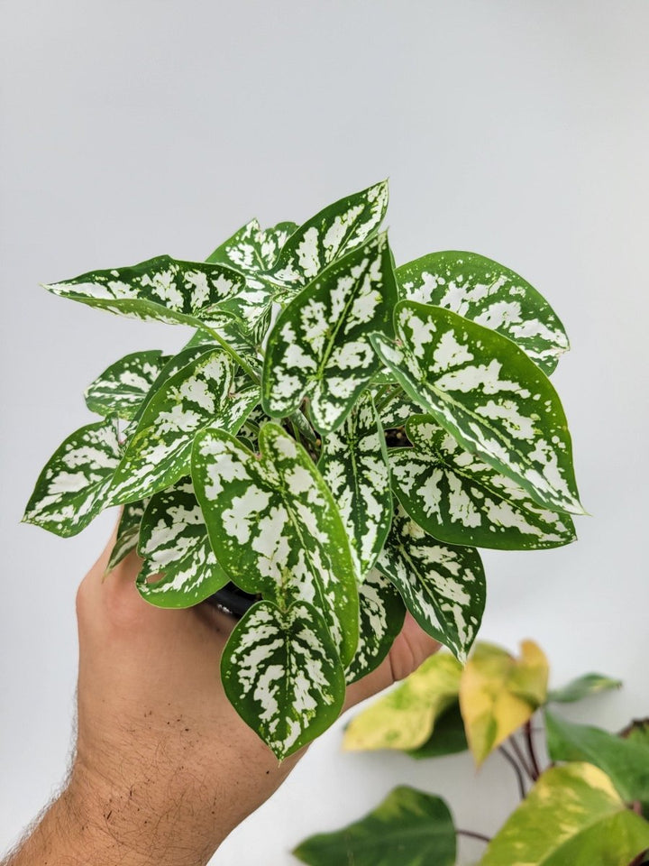 Caladium Humboldtii - Nice Plants Good Pots