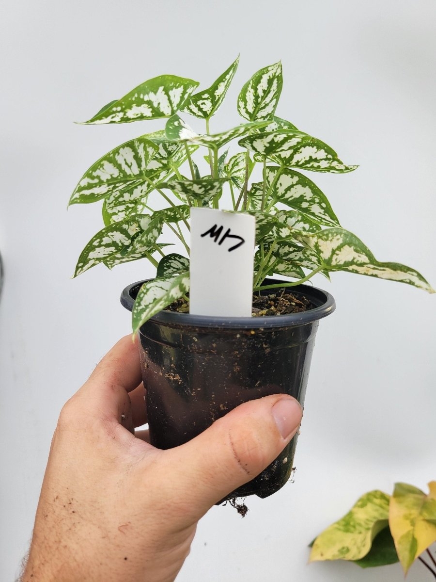 Caladium Humboldtii - Nice Plants Good Pots