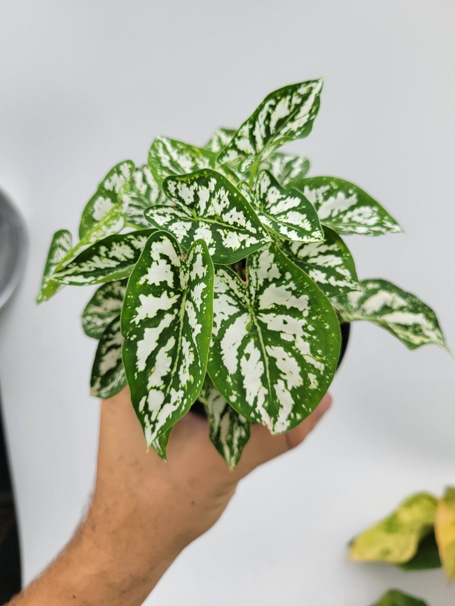 Caladium Humboldtii - Nice Plants Good Pots