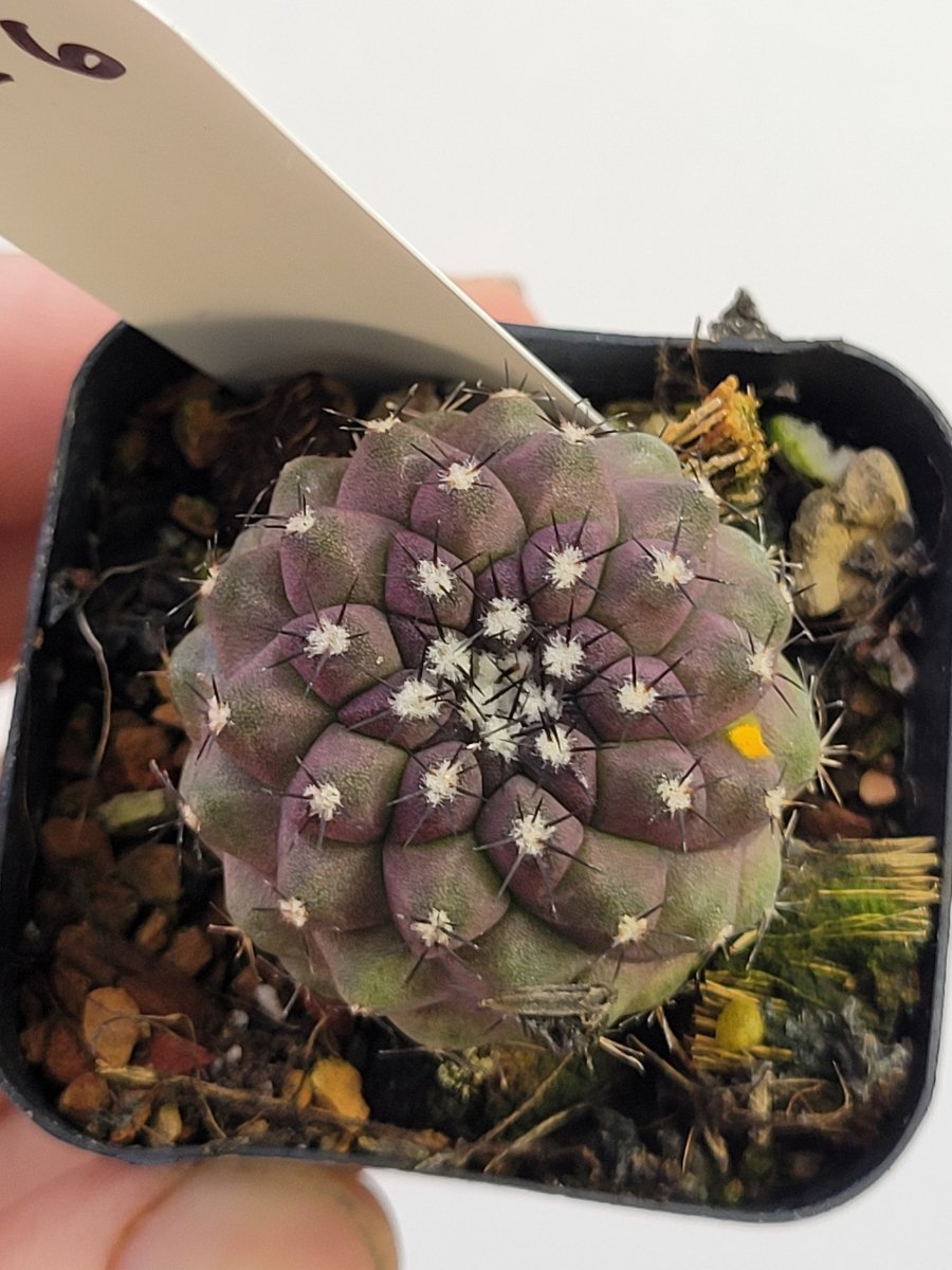 Copiapoa Purple Hybrid - Nice Plants Good Pots