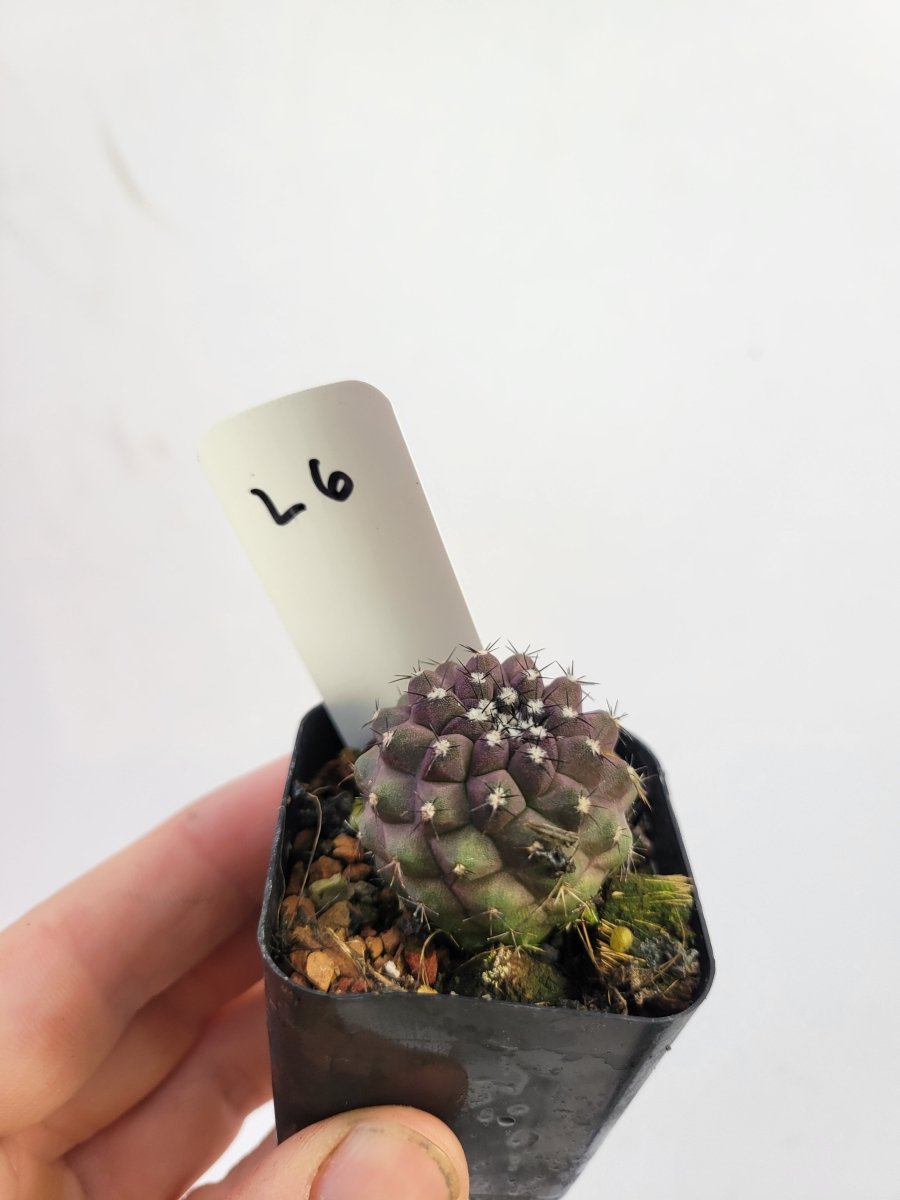 Copiapoa Purple Hybrid - Nice Plants Good Pots