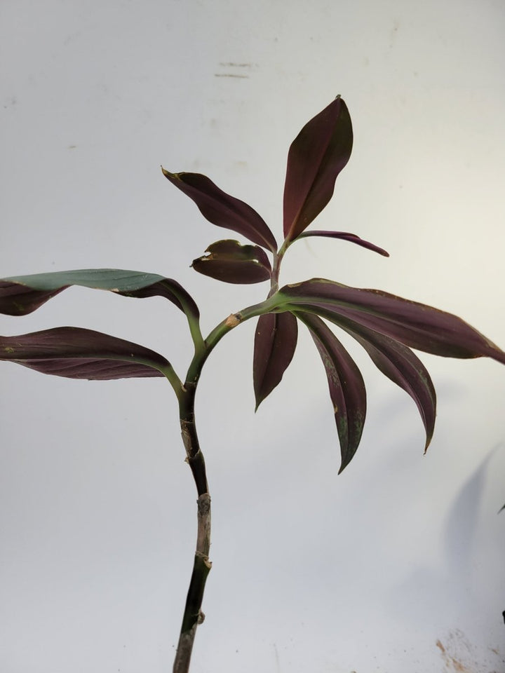 Costus Erythrophyllus 'Grey Ghost' - Nice Plants Good Pots