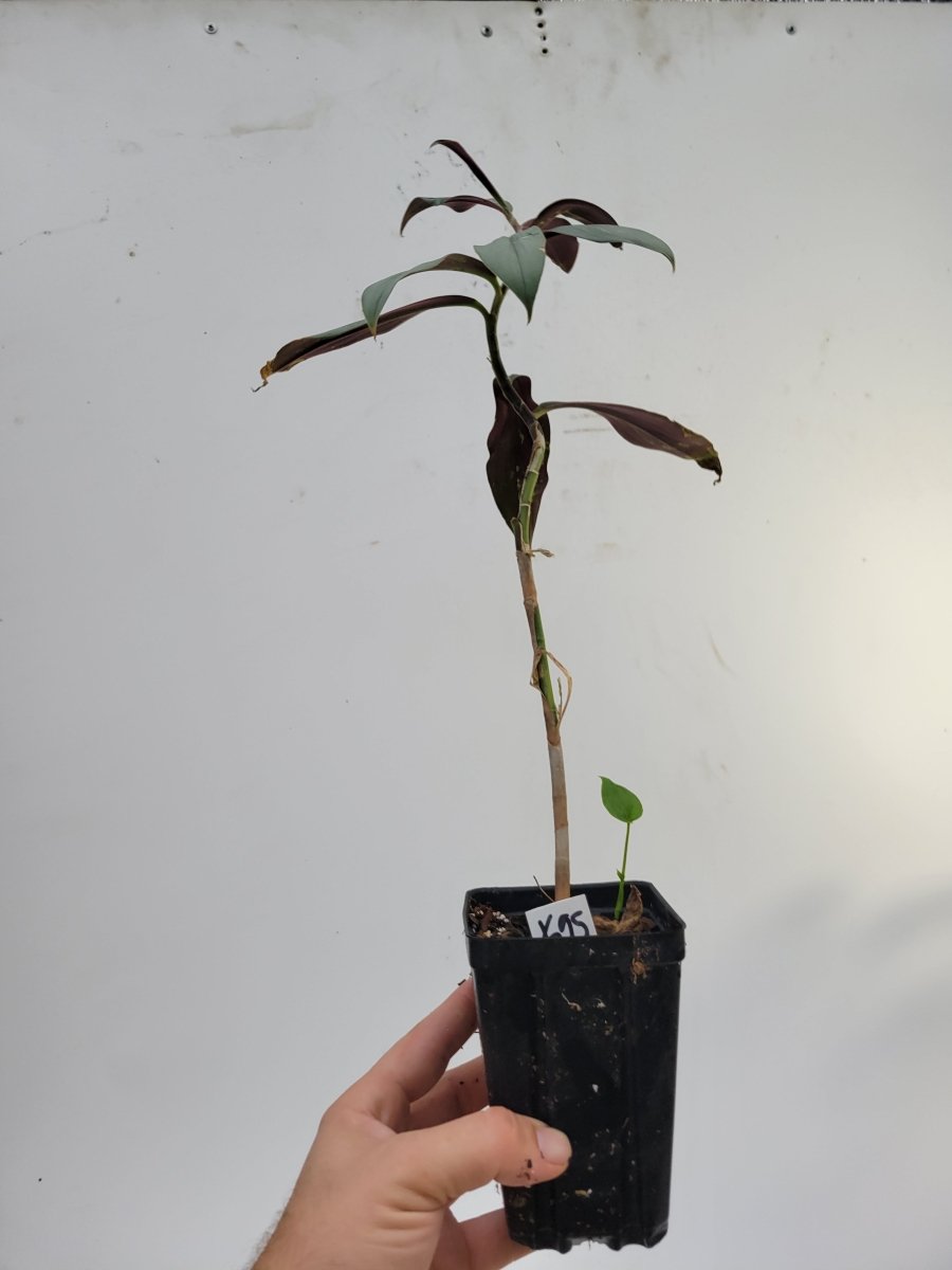 Costus Erythrophyllus 'Grey Ghost' - Nice Plants Good Pots