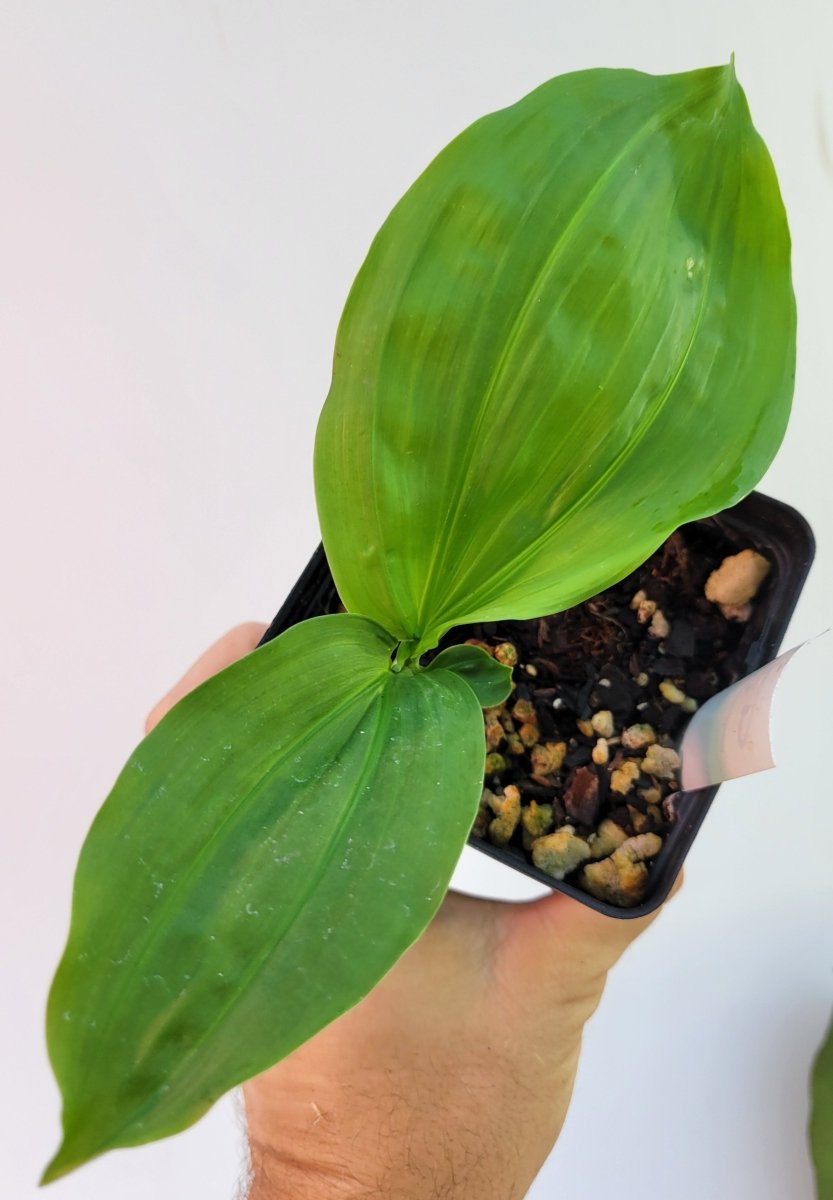 Cyclanthus bipartitus Split Leaf - Nice Plants Good Pots