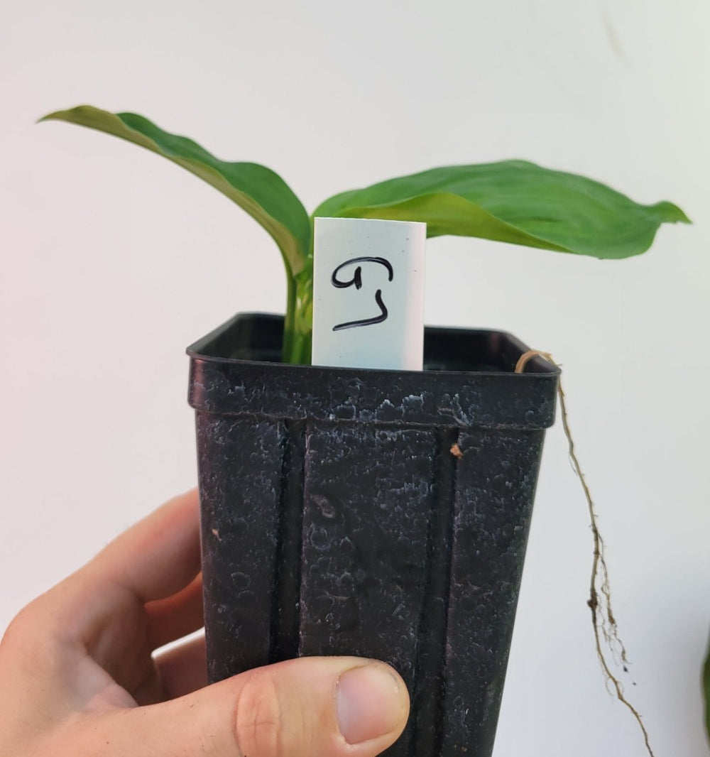 Cyclanthus bipartitus Split Leaf - Nice Plants Good Pots