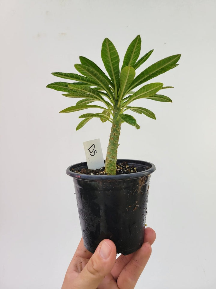 Dorstenia Gigas - Nice Plants Good Pots