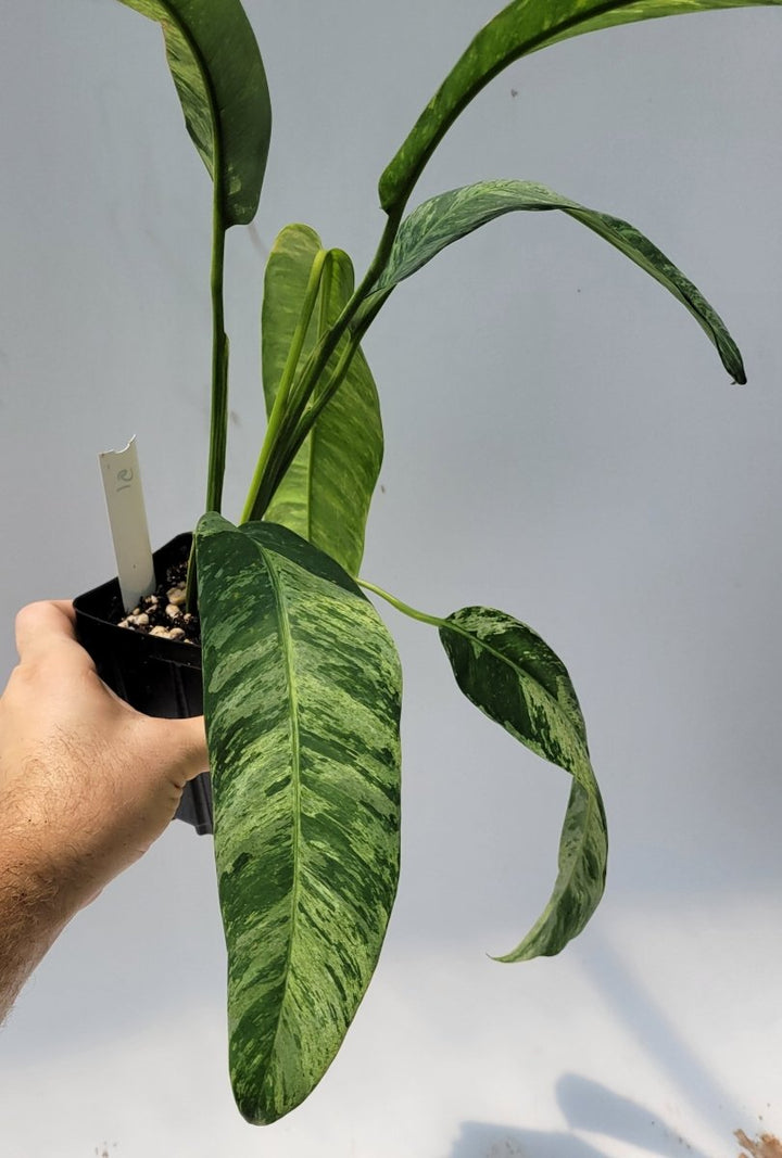 Epipremnum Giganteum Variegated - Nice Plants Good Pots