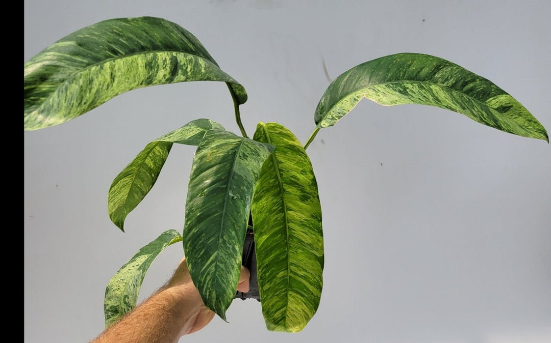 Epipremnum Giganteum Variegated - Nice Plants Good Pots