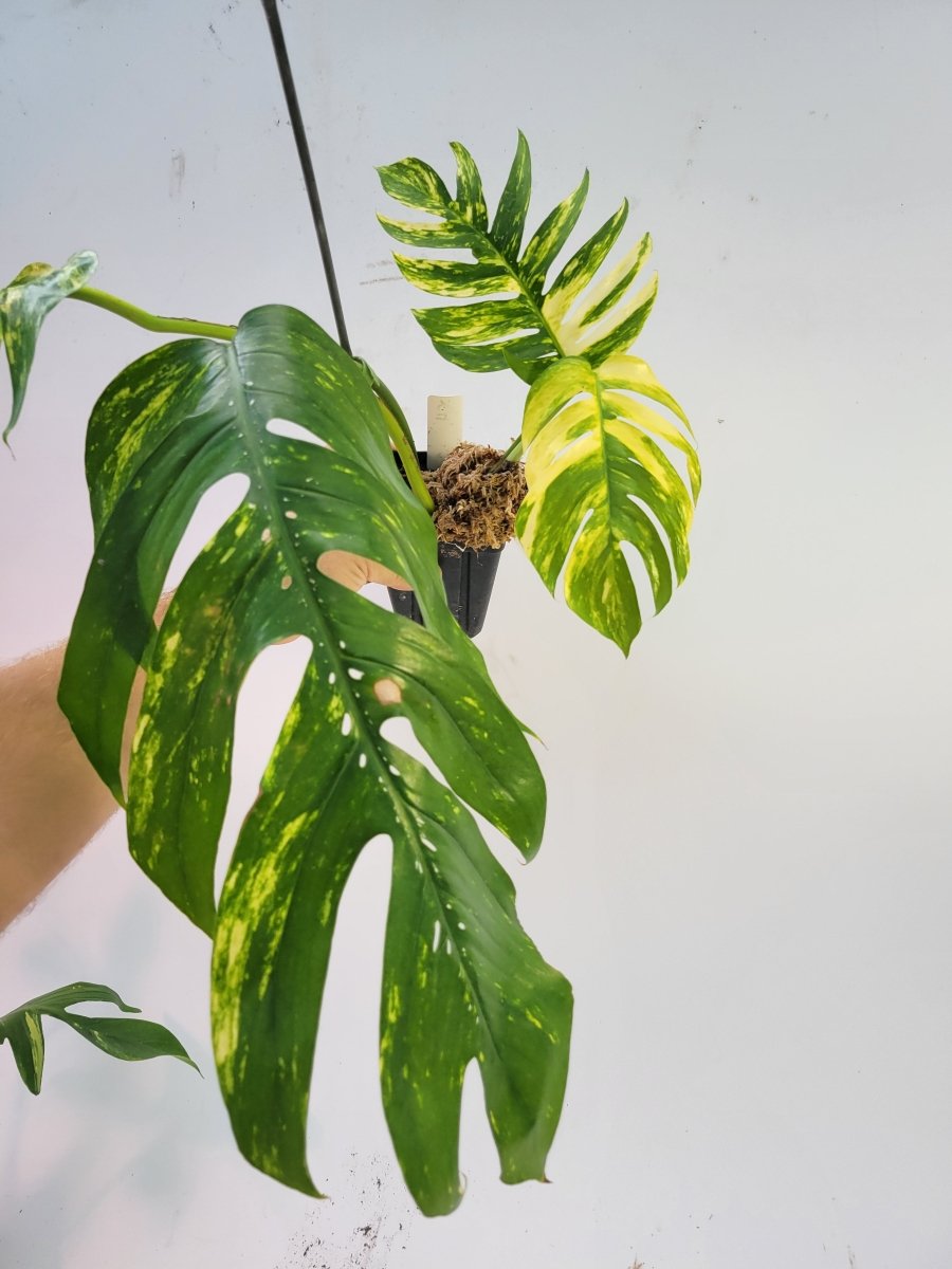 Epipremnum Pinnatum Yellow Flame - Nice Plants Good Pots