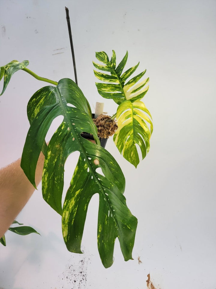 Epipremnum Pinnatum Yellow Flame - Nice Plants Good Pots