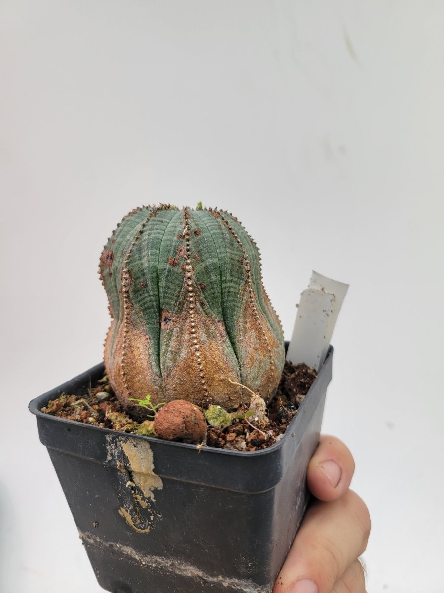 Euphorbia Obesa - Nice Plants Good Pots