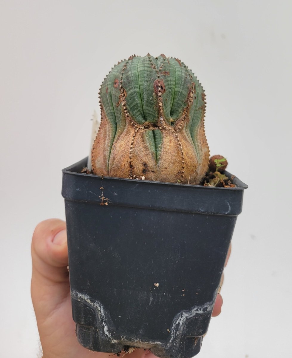 Euphorbia Obesa - Nice Plants Good Pots