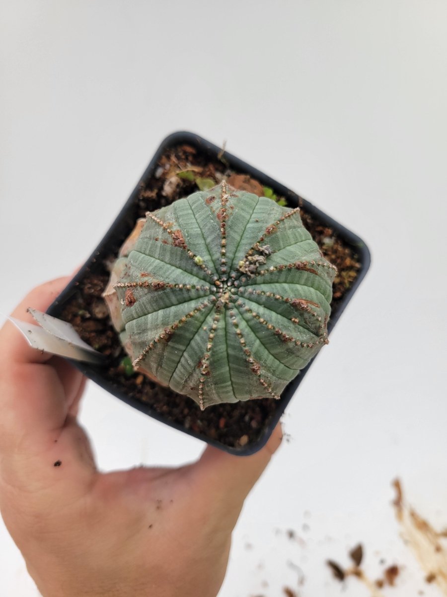 Euphorbia Obesa - Nice Plants Good Pots