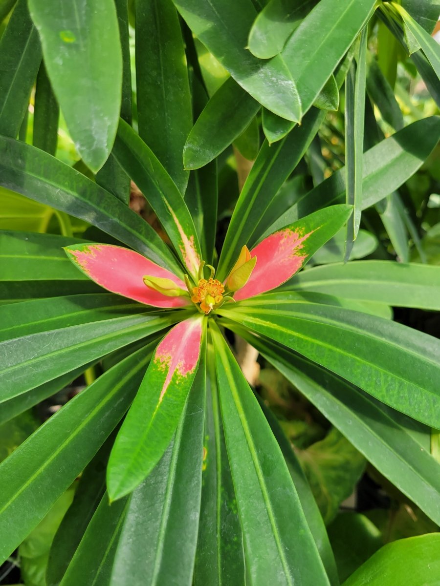 Euphorbia Punicea "Jamaican Poinsettia" RareTropical Euphorbia Tree. Seed Grown - Nice Plants Good Pots