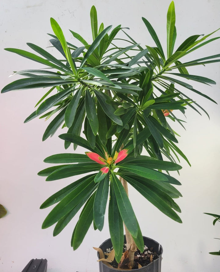 Euphorbia Punicea "Jamaican Poinsettia" RareTropical Euphorbia Tree. Seed Grown - Nice Plants Good Pots