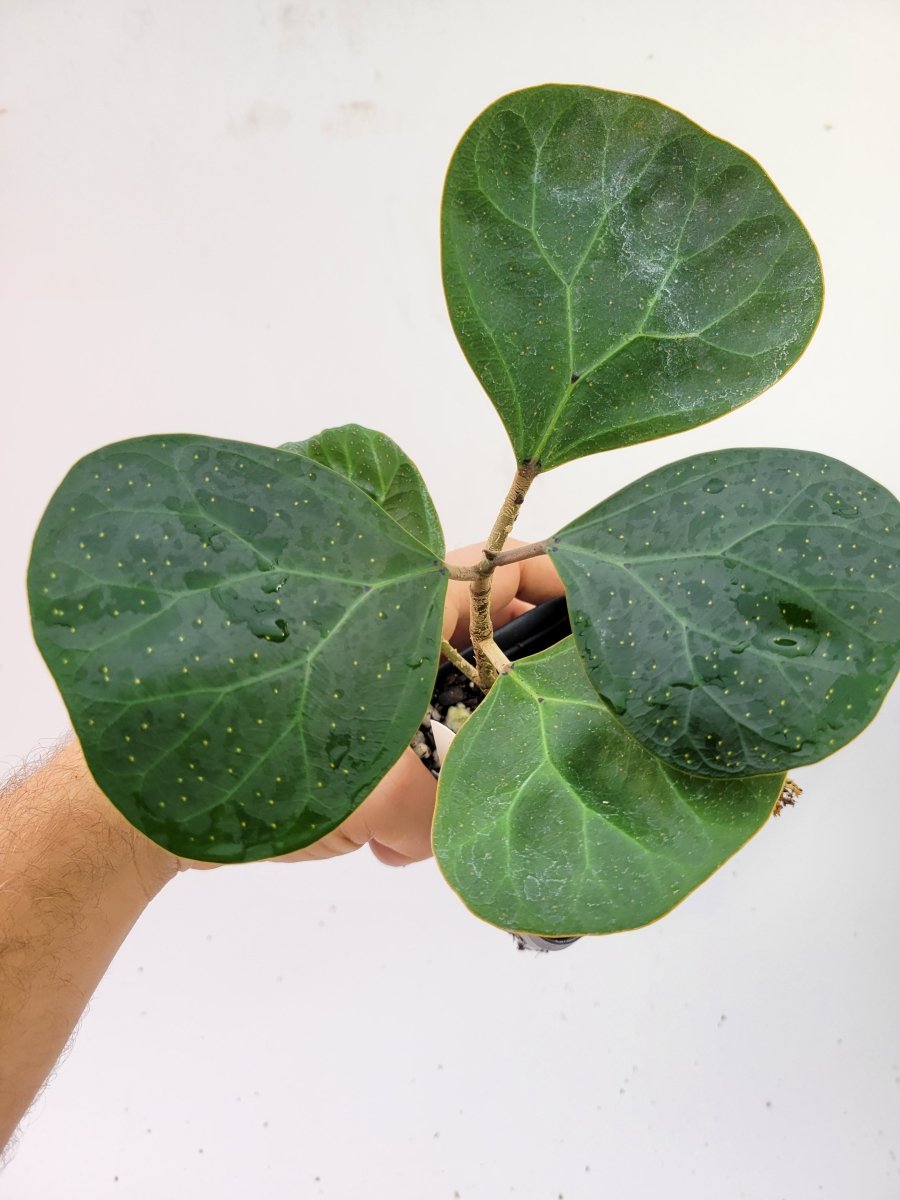 Ficus Deltoidea Fairchild Form - Nice Plants Good Pots