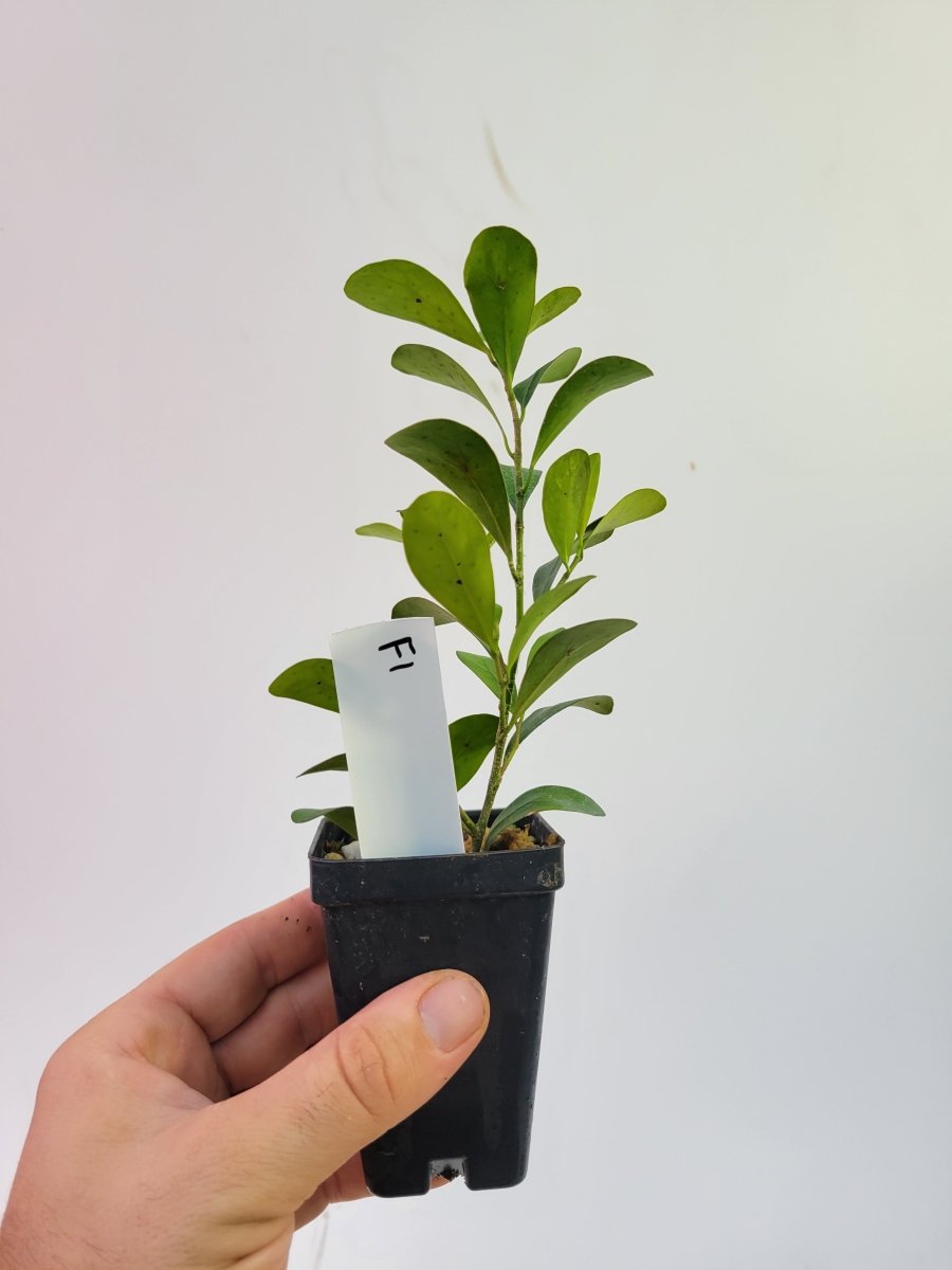 Ficus Deltoidea Pomegranate Leaf form - Nice Plants Good Pots