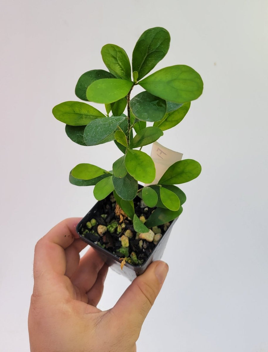 Ficus Deltoidea Pomegranate Leaf form - Nice Plants Good Pots