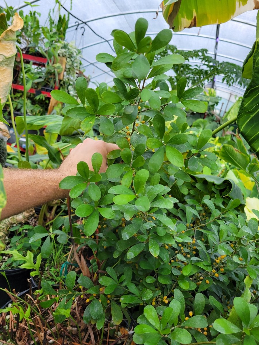 Ficus Deltoidea Pomegranate Leaf form - Nice Plants Good Pots