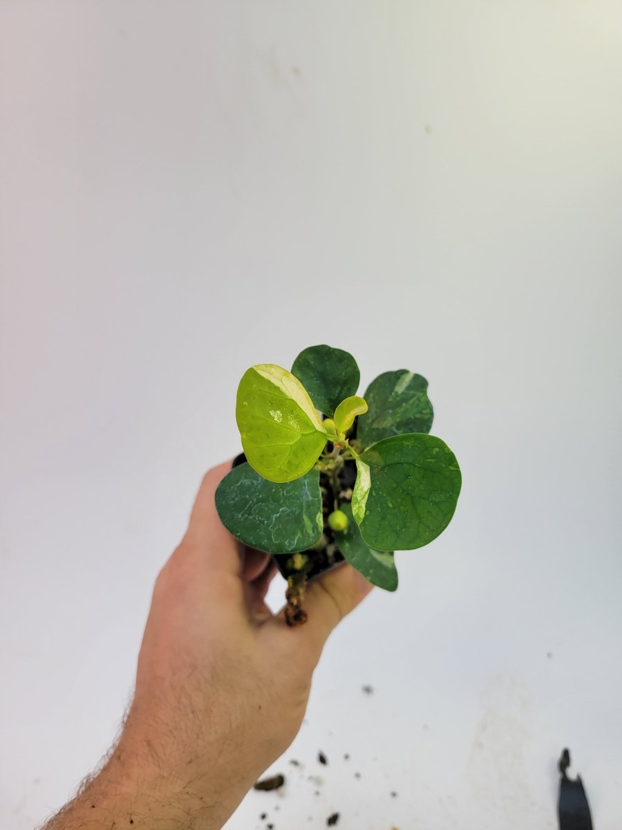 Ficus Deltoidea Variegated leaf form - Nice Plants Good Pots