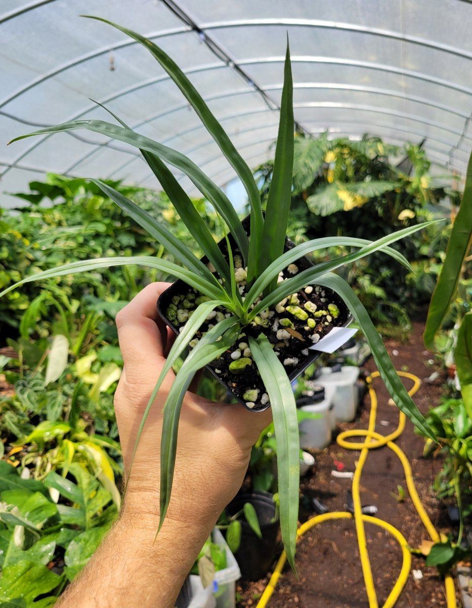 Freycinetia Silver Fairchild Gardens Form - Nice Plants Good Pots