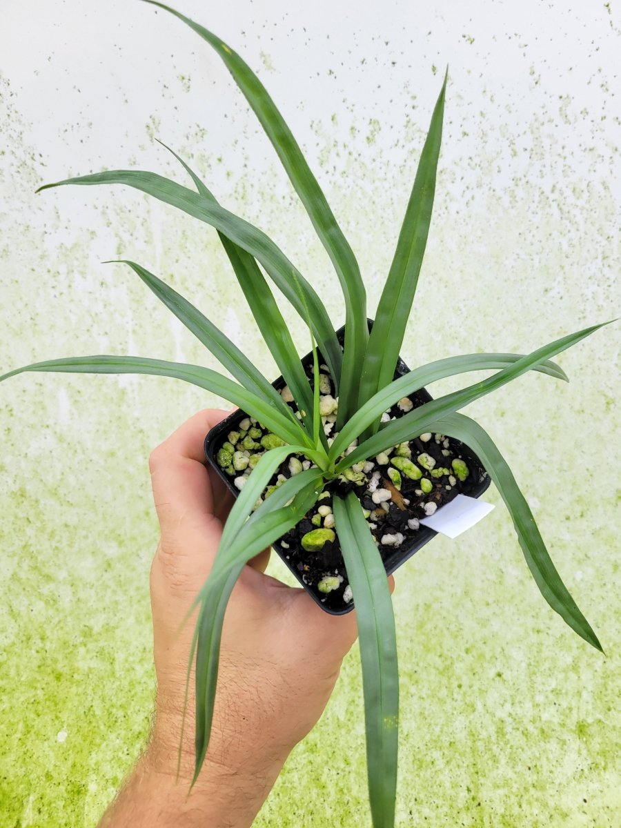 Freycinetia Silver Fairchild Gardens Form - Nice Plants Good Pots