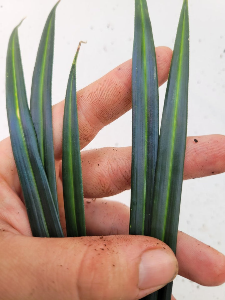 Mapania Caudata - Nice Plants Good Pots