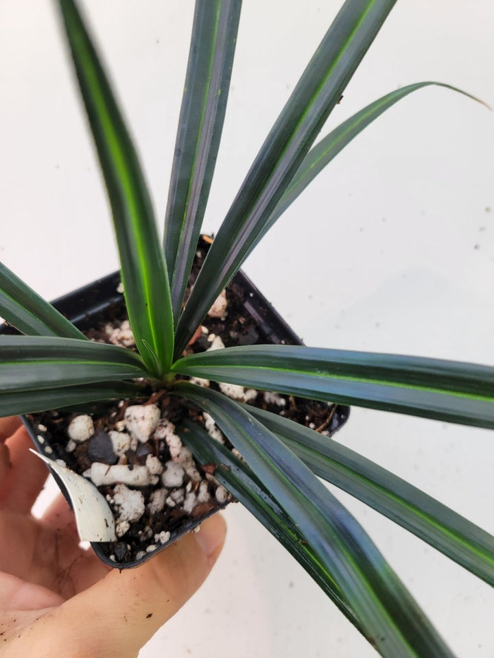 Mapania Caudata - Nice Plants Good Pots