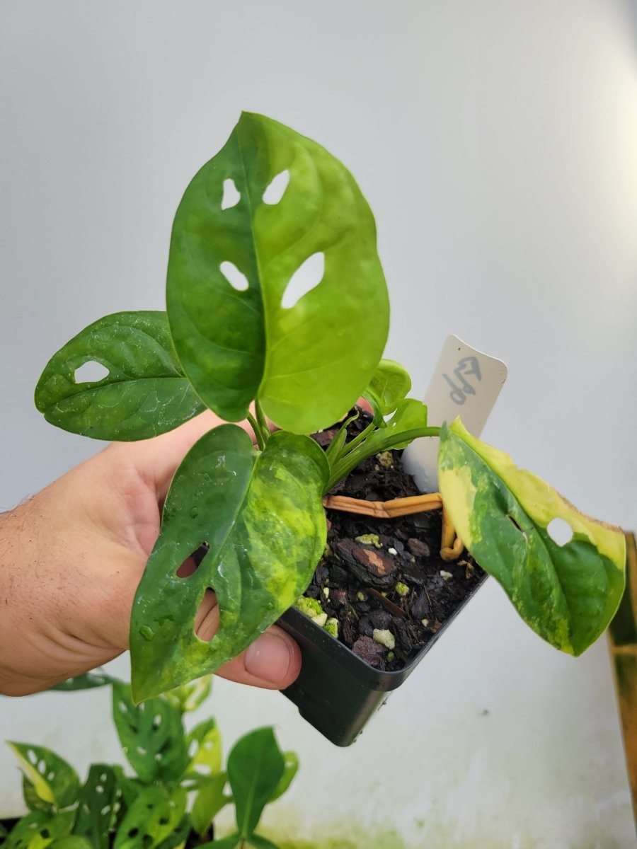 Monstera Adansonii Aurea - Nice Plants Good Pots