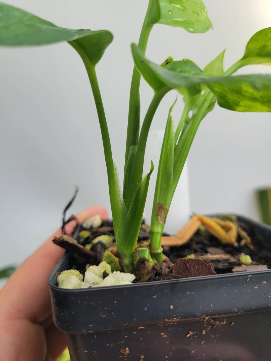 Monstera Adansonii Aurea - Nice Plants Good Pots