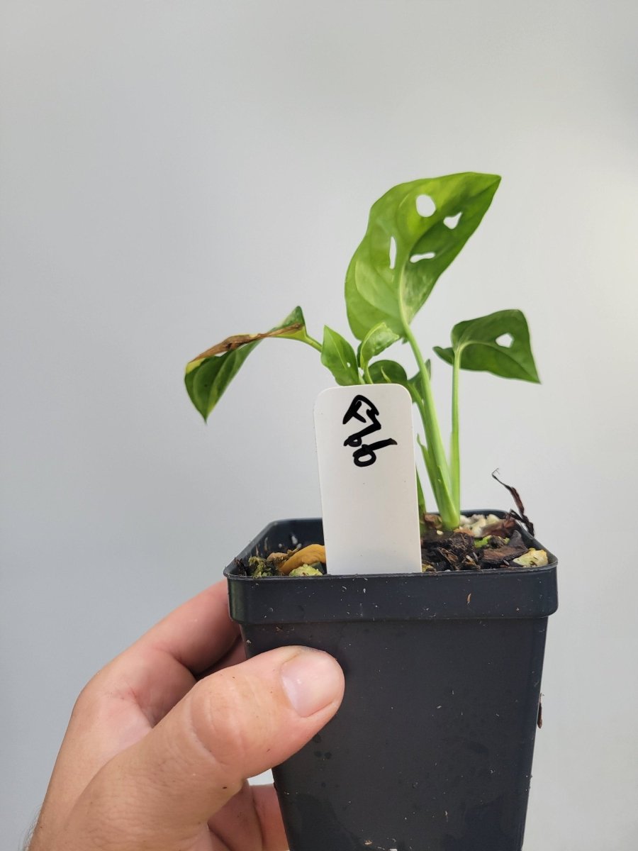 Monstera Adansonii Aurea - Nice Plants Good Pots