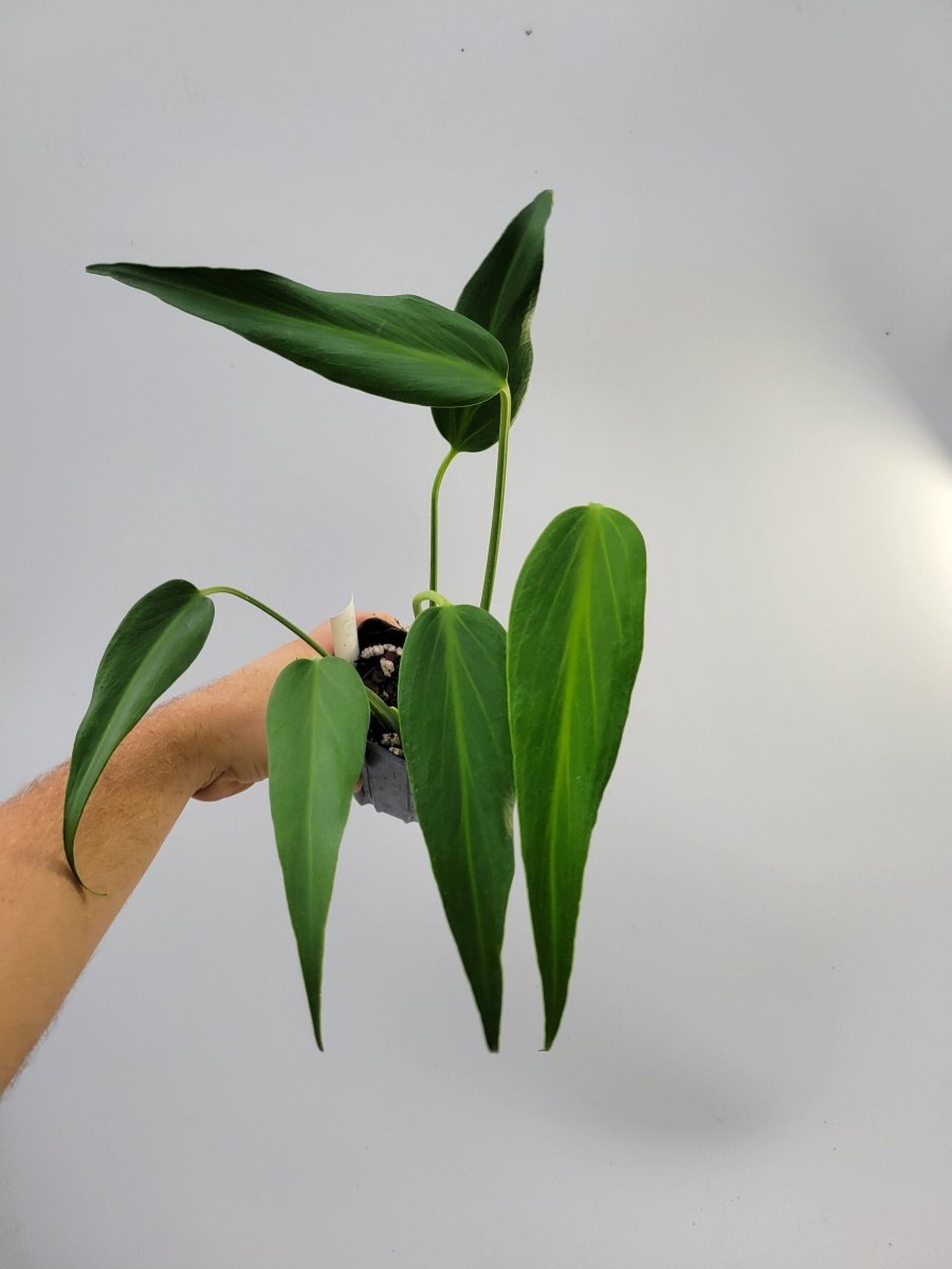 Monstera Burle Marx Flame - Nice Plants Good Pots