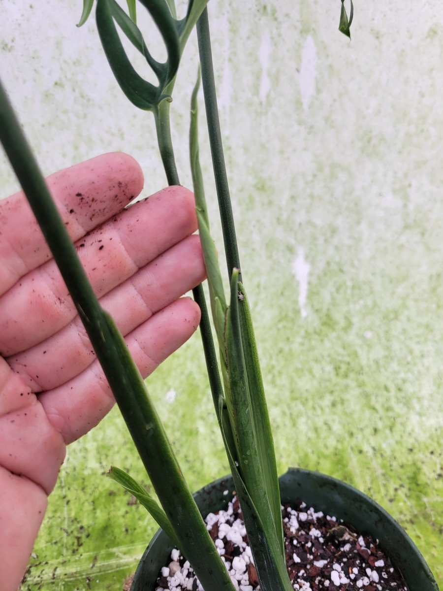 Monstera Croatii - Nice Plants Good Pots