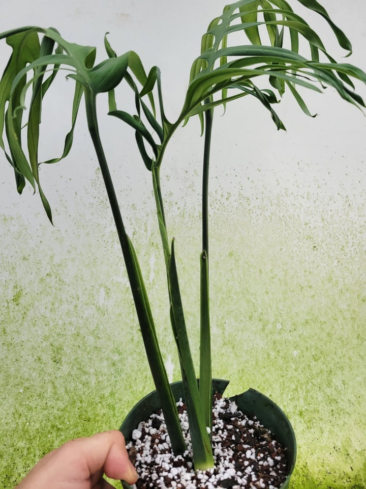 Monstera Croatii - Nice Plants Good Pots