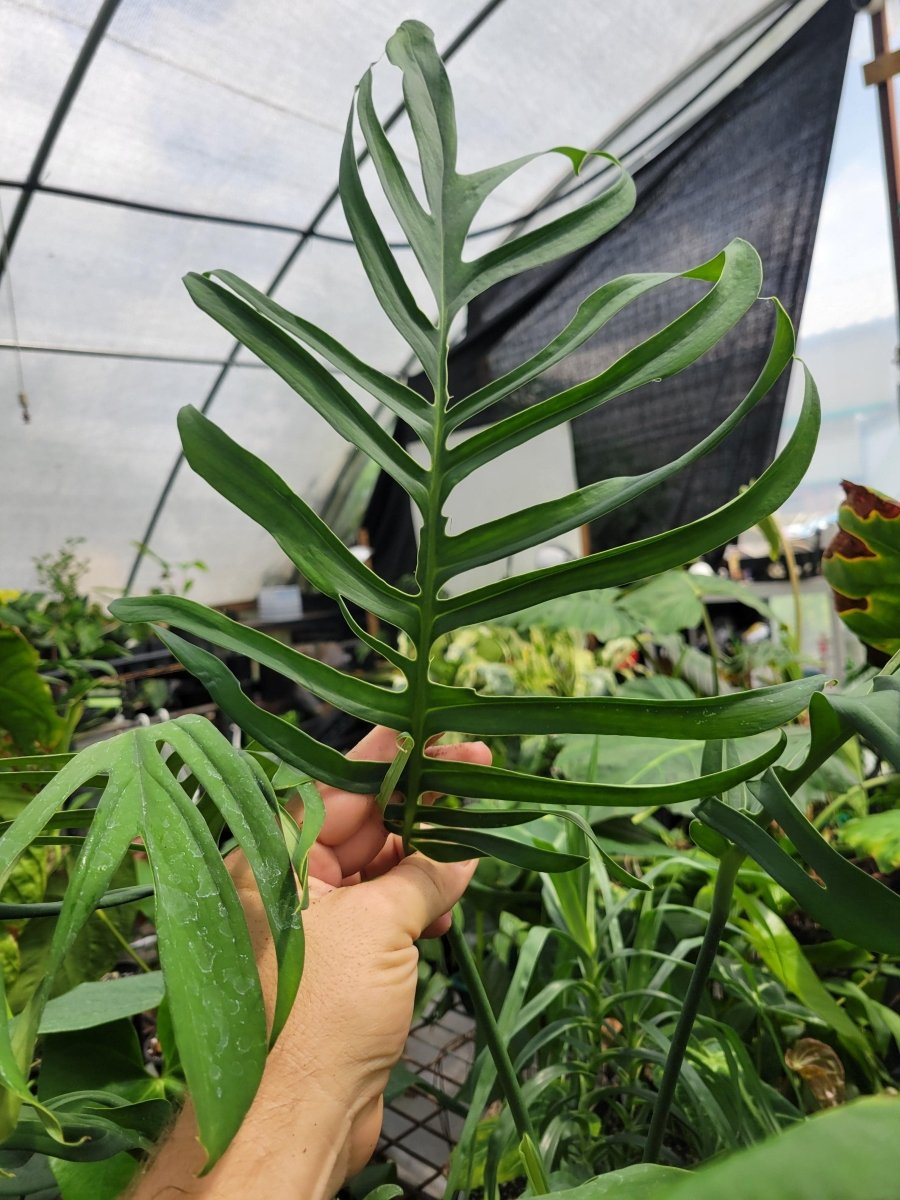 Monstera Croatii - Nice Plants Good Pots