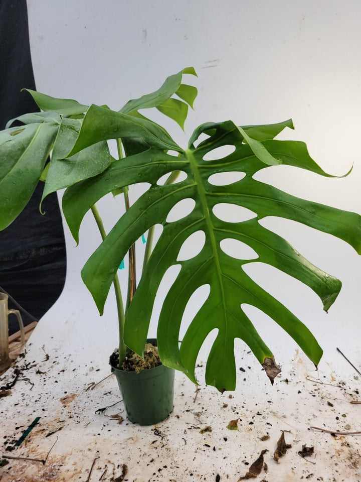 Monstera Deliciosa Brazilian form - Nice Plants Good Pots