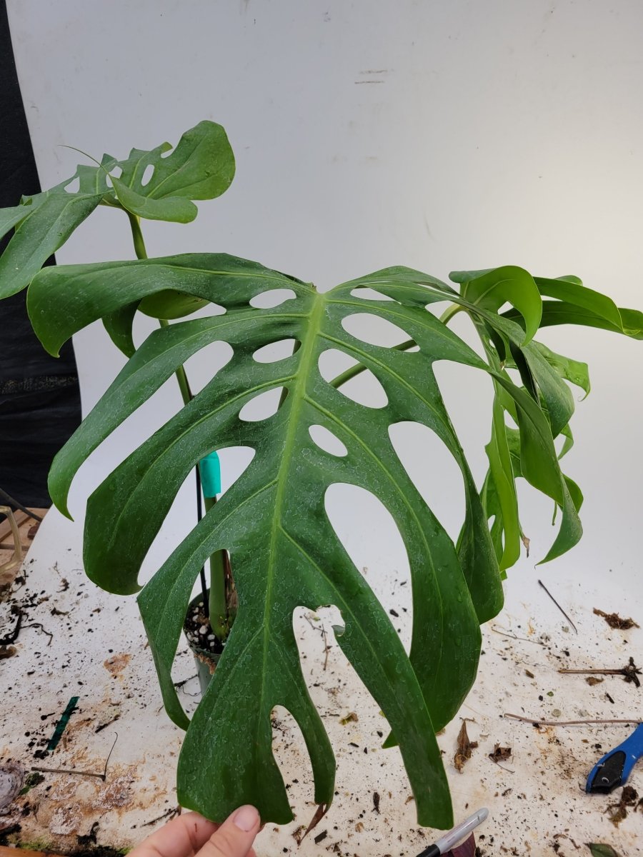 Monstera Deliciosa Brazilian form - Nice Plants Good Pots