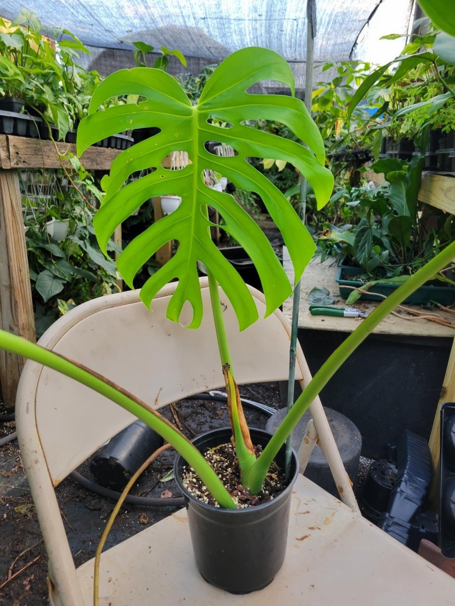 Monstera Deliciosa Brazilian Form - Nice Plants Good Pots