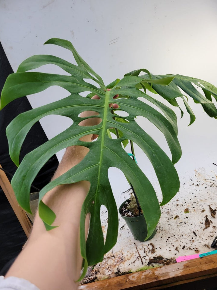 Monstera Deliciosa Brazilian form - Nice Plants Good Pots