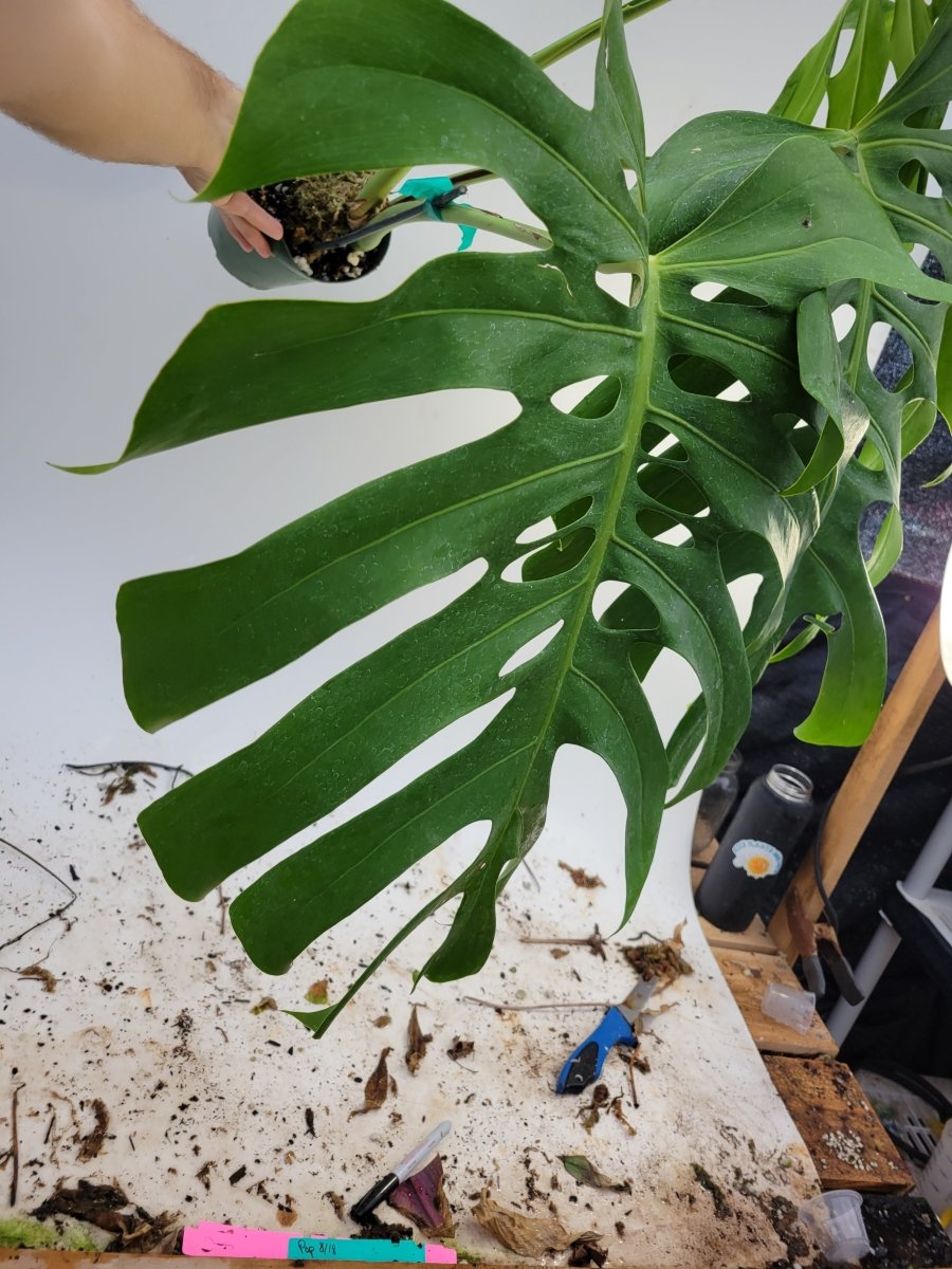 Monstera Deliciosa Brazilian form - Nice Plants Good Pots