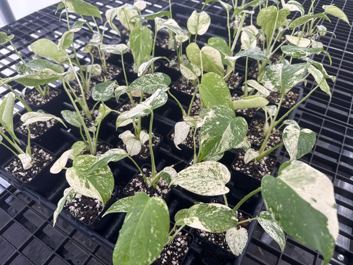 Monstera Deliciosa “Mint” – Nice Plants Good Pots