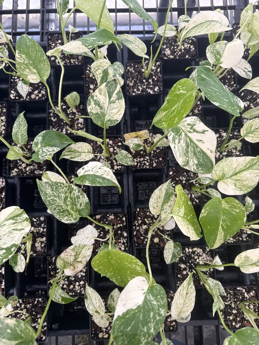 mint variegated monstera deliciosa Monstera Deliciosa “Mint” – Nice Plants Good Pots