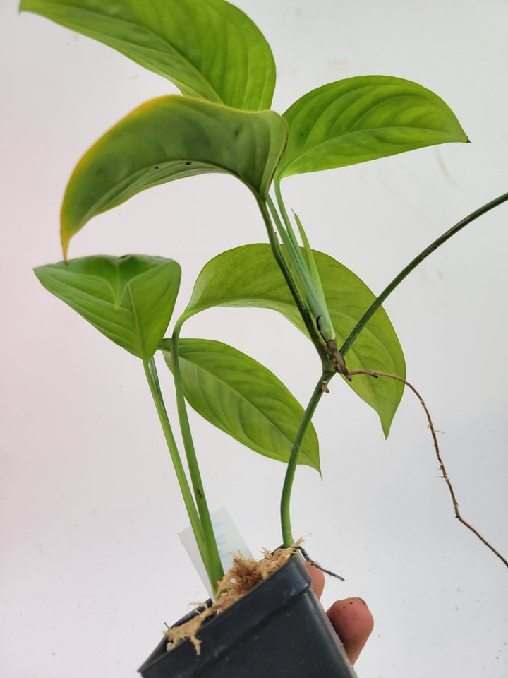 Monstera Obliqua Bolivian Form - Nice Plants Good Pots