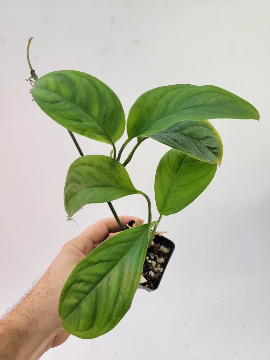 Monstera Obliqua Bolivian Form - Nice Plants Good Pots