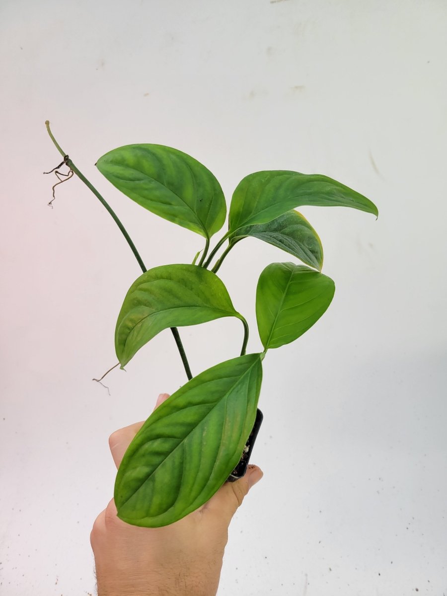 Monstera Obliqua Bolivian Form - Nice Plants Good Pots