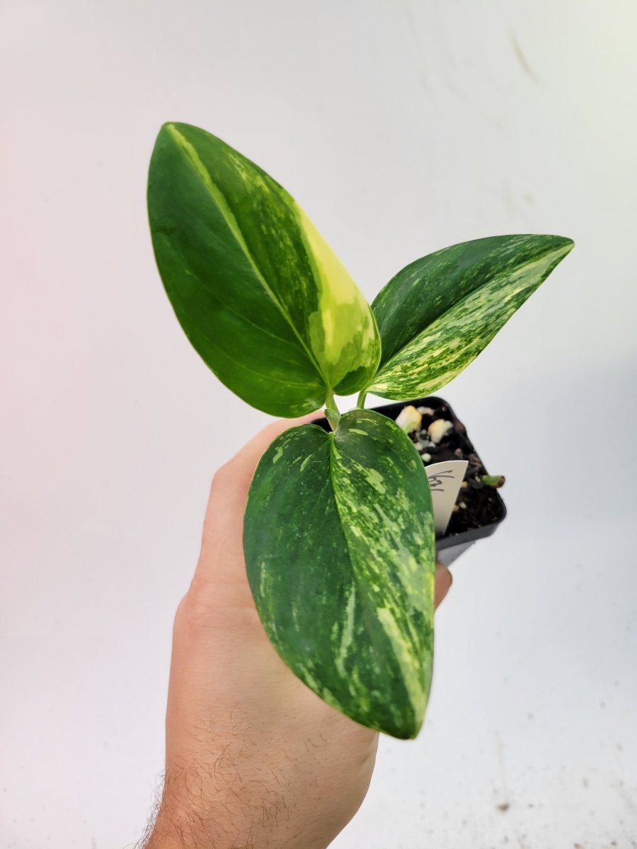 Monstera Standleyana Aurea variegata - Nice Plants Good Pots