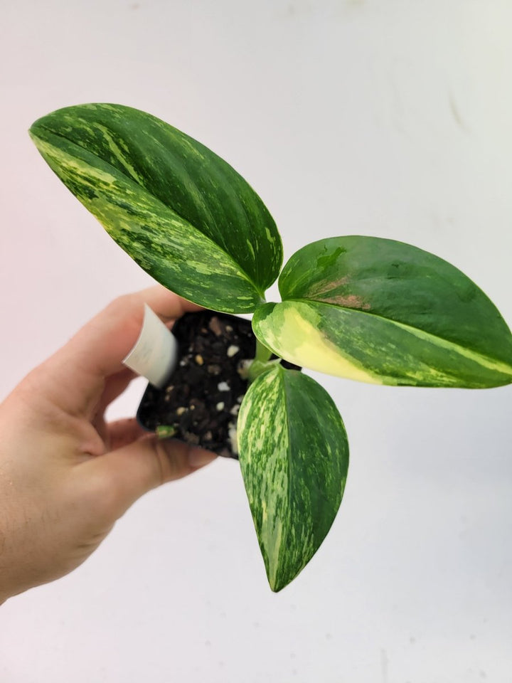 Monstera Standleyana Aurea variegata - Nice Plants Good Pots