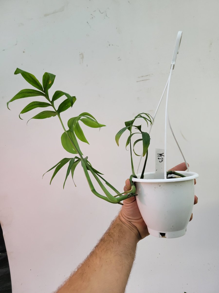 Monstera Subpinnata - Nice Plants Good Pots