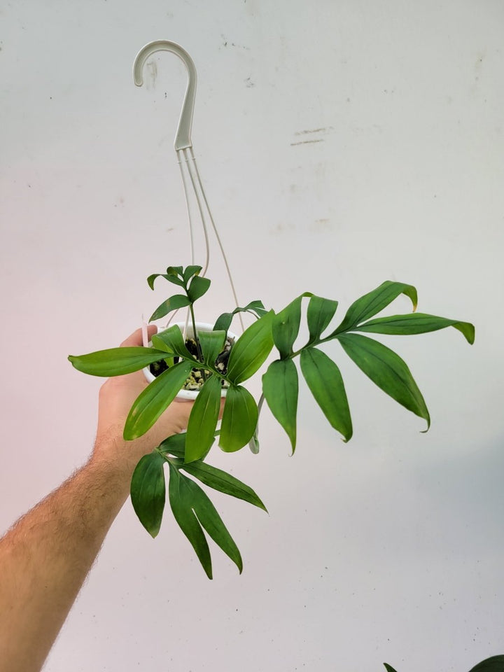 Monstera Subpinnata - Nice Plants Good Pots